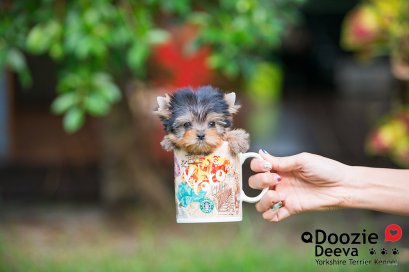 Male เพศผู้ ไซด์Teacup หน้าตุ๊กตา 2