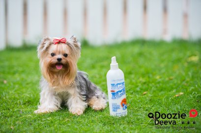 พ่อพันธุ์ยอร์คเชียร์ รับผสม ไซด์ทีคัพ น้ำหนัก 1 kg. ขนแน่น ยาวลากพื้น ทิ้งตัวสลวย สีเข้ม หน้าตุ๊กตา ใบเพ็ดฯเต็ม สายเลือดดี