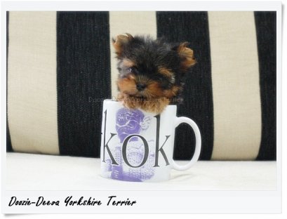 น้องจุ๋ยจุ๋ย (Jui Jui) ยอร์คเพศผู้ ไซด์เล็ก ขาสั้น หน้าสั้น ขนแน่น ฉลาด แสนรู้