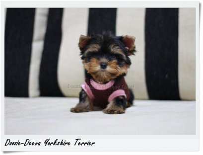 ขายลูกยอร์ค น้องเทย่า (Teya) ยอร์คเพศเมีย ไซด์เล็ก อายุ จะ 3 เดือน สีเข้มๆ ขนแน่นๆ เกรดแม่พันธุ์ของทางคอก ใบเพ็ดเต็มใบ