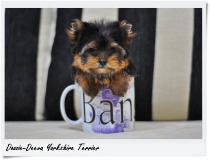 ขายลูกยอร์ค น้องหมูหวาน (Mhu-Wahn) ยอร์คเพศเมีย ไซด์จิ๋ว หน้าหวาน ขาสั้น ขนแน่น นิสัยเรียบร้อย