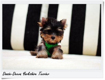 ขายลูกยอร์คเชียร์ น้องเรนนี่ (Rainy) ยอร์คเพศเมีย ไซด์เล็ก หน้าทองสว่าง หวานเป็นตุ๊กตา ขนแน่น กินเก่ง