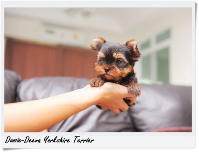 โรคไวรัสลำไส้อักเสบติดต่อในสุนัข