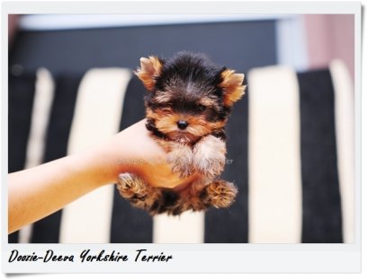 โรคพิษสุนัขบ้า