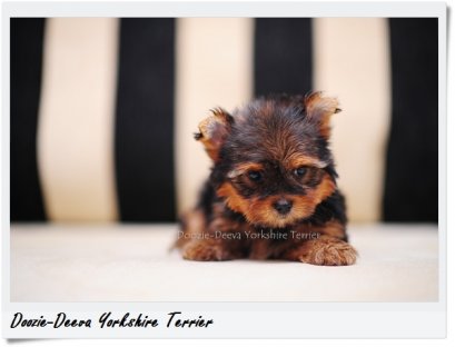 ขายลูกยอร์คเชียร์ “น้องชานม” (Cha-nom) ยอร์คเพศเมีย ไซด์ทอย ขนแน่น หน้าสั้น หน้าตุ๊กตา ไซด์กำลังดี ขี้อ้อน พร้อมใบเพ็ดฯ รับรองสายพันธุ์ และสมุดการฉีดวัคซีน by Doozie-Deeva's Yorkies