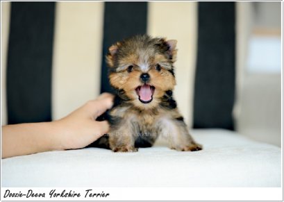 โรคเลปโตสไปโรซีส