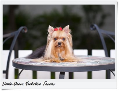 มาตรฐานสายพันธุ์ยอร์คเชียร์ เทอร์เรีย