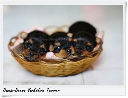 โรคหลอดลมตีบ