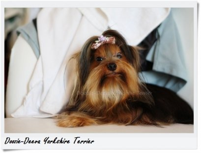 สารอาหารที่สำคัญและอาหารต้องห้าม สำหรับยอร์คเชียร์ เทอเรีย