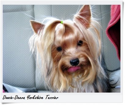 โรคสะบ้าเคลื่อน