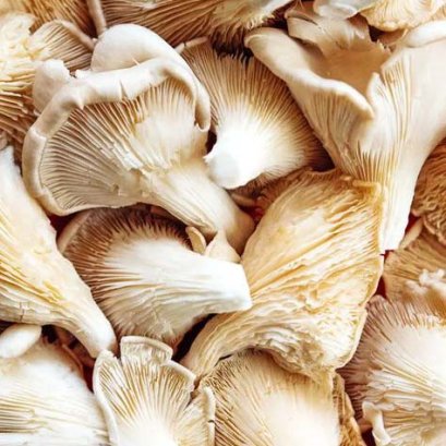 Oyster Mushroom