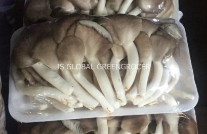 Oyster Mushroom