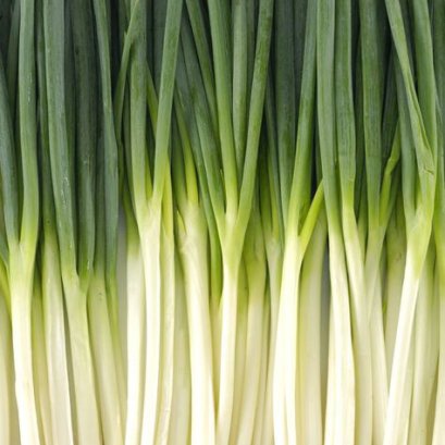 Spring Onion