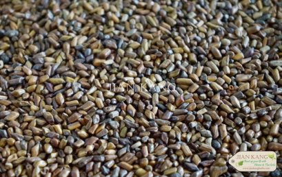 เมล็ดชุมเห็ดจีน หรือ เจว๋หมิงจื่อ (Foetid Cassia Seeds)