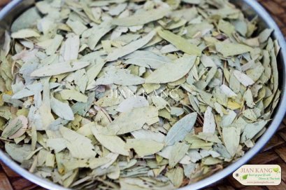 ใบมะขามแขก (Indian Senna Leaves)