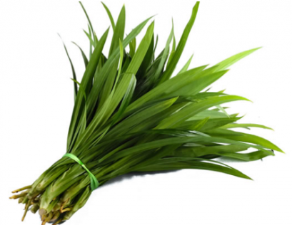 PANDAN ใบเตยหอม 