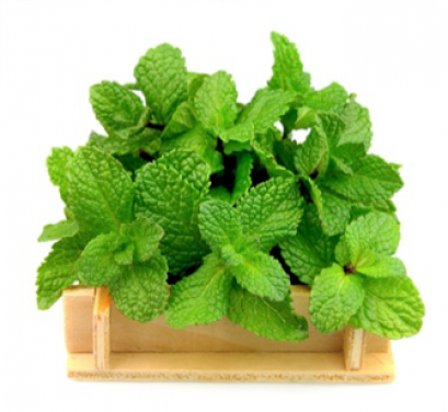 Mint leaves ใบมิ้นท์ 