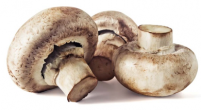 Fresh shiitake mushroom เห็ดหอมสด