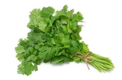 Coriander ผักชี