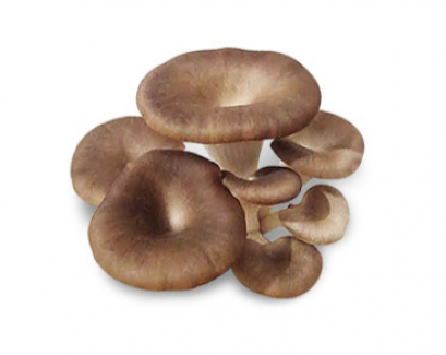 Indian Oyster เห็ดนางฟ้า