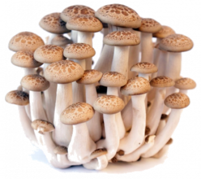 SHIMEJI MUSHROOM เห็ดชิเมจิ