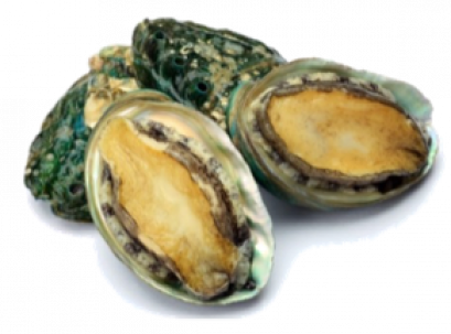 FROZEN ABALONE หอยเป๋าฮื้อแช่แข็ง