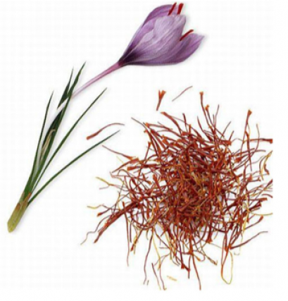 SAFFRON หญ้าฝรั่น