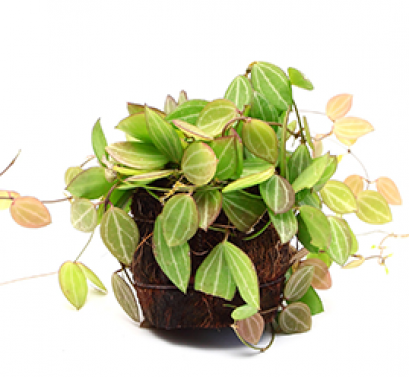 Golden Pothos