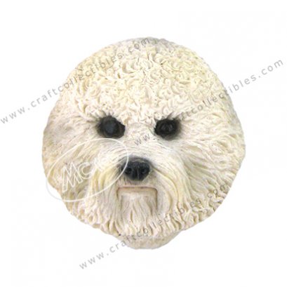 Bichon Frise 