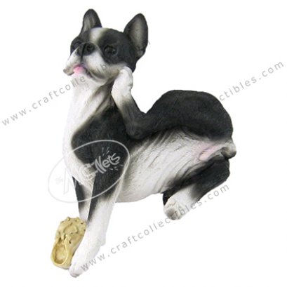 Boston Terrier