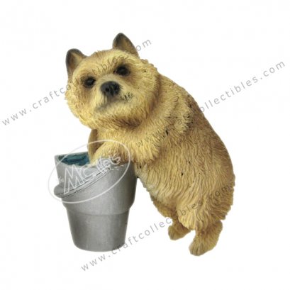 Norwich Terrier