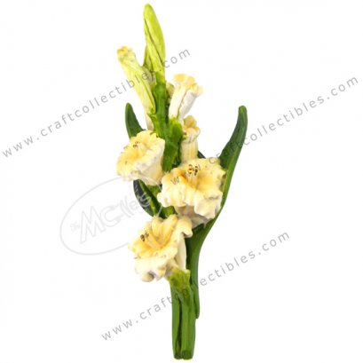 Gladiolus