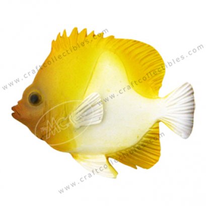 Pyramid Butterflyfish