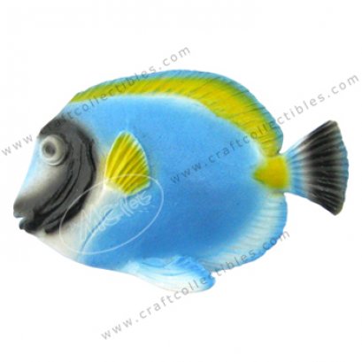 Powder-blue Surgeonfish