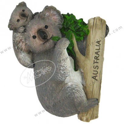 Koala, Australia