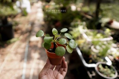 Pilea peperomioides