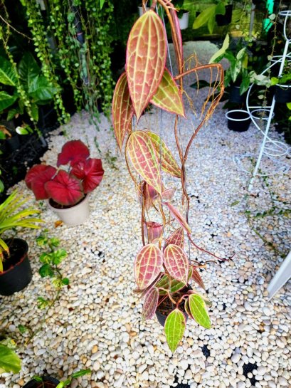 Hoya Macrophylla Red