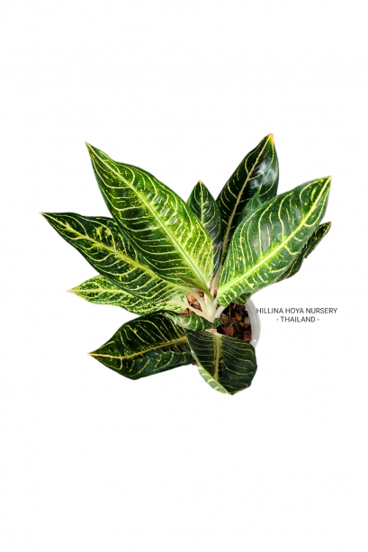 Aglaonema