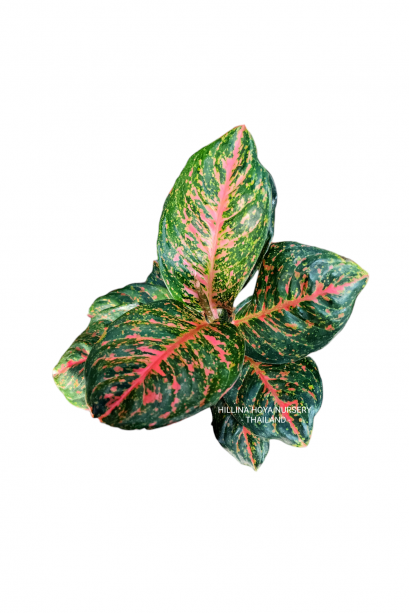 Aglaonema