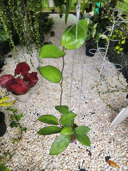 Hoya Macrophylla Red - hillinahoya