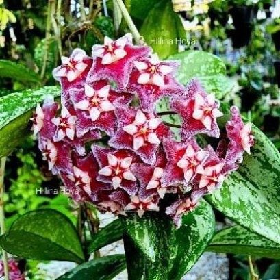 All products - hillinahoya