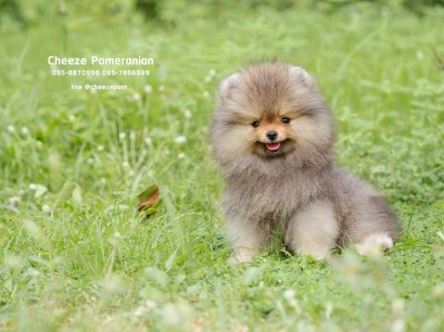 น้องปอม เพศผู้ สีส้ม 