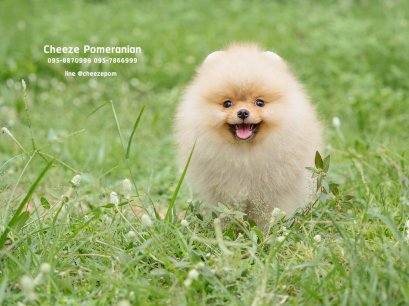 น้องปอม เพศผู้ สีส้ม ไซร์เล็ก 