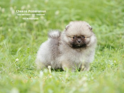 น้องปอม เพศผู้ สีส้มอ่อน