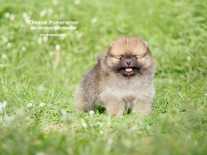 น้องปอม เพศผู้สีน้ำตาล 