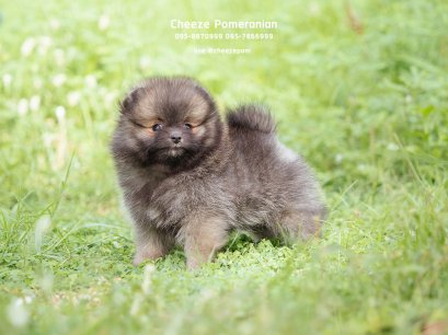 น้องปอม เพศเมีย สีน้ำตาล 