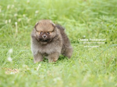 น้องปอม เพศผู้ สีน้ำตาล 