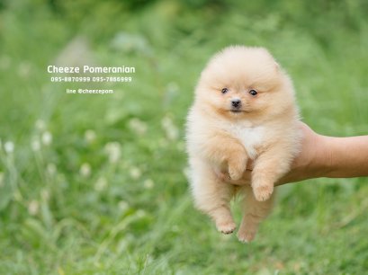 น้องปอม เพศเมีย สีครีม teacup 