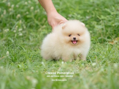 น้องปอม เพศผู้ สีครีม เกรด สวย