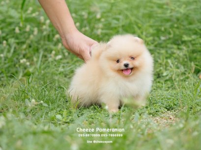 น้องปอม เพศผู้ สีครีม 
